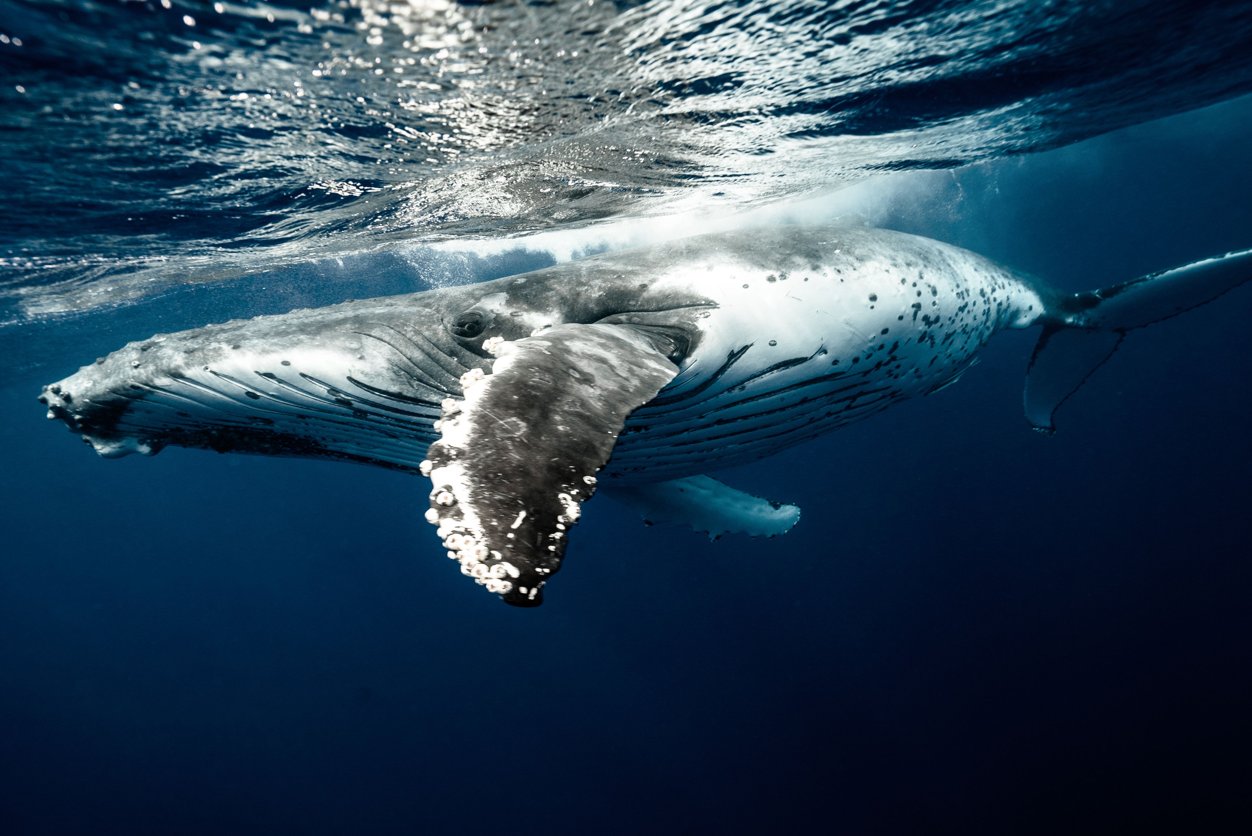 Baleine à bosse Golfo Dulce Costa Rica